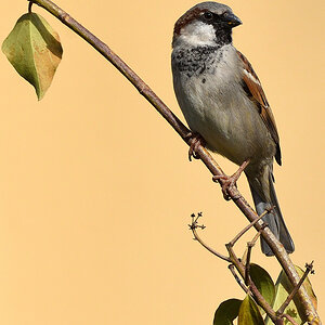 Spatz 02