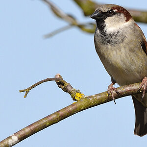 Spatz 04