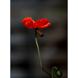 AusPZ1 6057
