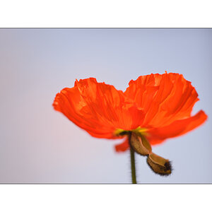 AusPZ1 6068