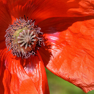 mohn 1200