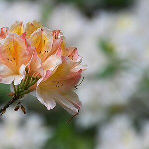 s180512 Bremen Rhododendron 4105