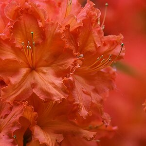 s180512 Bremen Rhododendron 4083