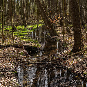 Auenwald 1