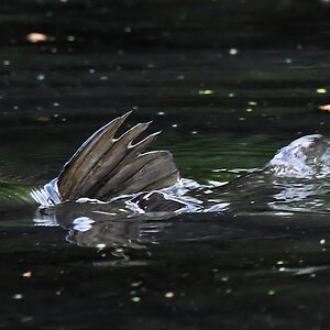 s180515 Bremen Fisch 4899