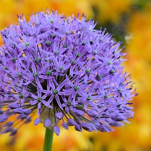 s180515 Bremen Blume 1810