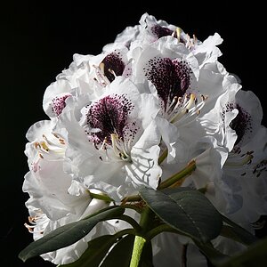 s180515 Bremen Rhododendron 4116