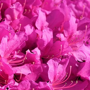 s180515 Bremen Rhododendron 4125