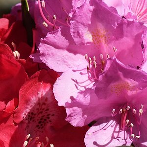 s180515 Bremen Rhododendron 4279