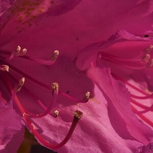 s180515 Bremen Rhododendron 7919