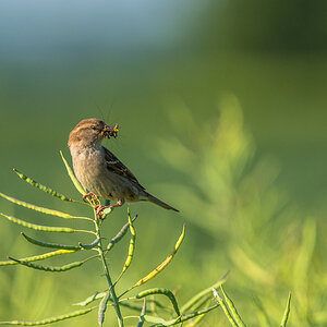 Spatz 3