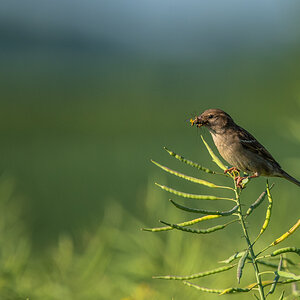 Spatz 4