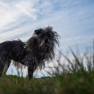 BadHairDay