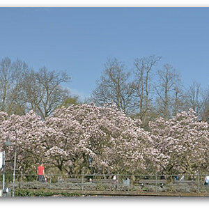 20180408 Magnol 001
D800 + 24-120/4,0