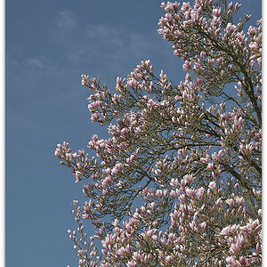 20180408 Magnol 003
D800 + 24-120/4,0