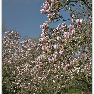 20180408 Magnol 005
D800 + 24-120/4,0