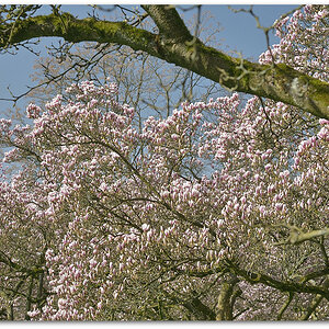 20180408 Magnol 006
D800 + 24-120/4,0