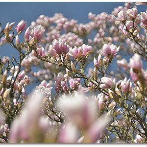 20180408 Magnol 007
D800 + 24-120/4,0