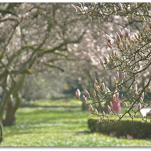 20180408 Magnol 009
D800 + 24-120/4,0