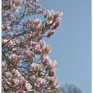 20180408 Magnol 010
D800 + 24-120/4,0