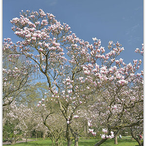 20180408 Magnol 011
D800 + 24-120/4,0