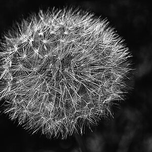 Pusteblume