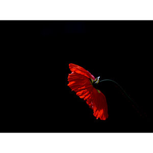 AusPZ1 6082