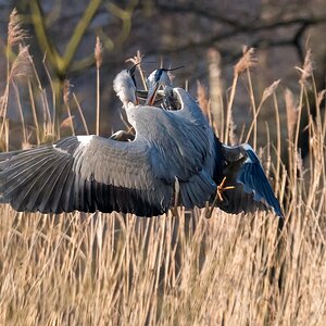 D50 9928 Reiher im Nahkampf IIA 2 2018