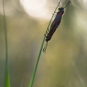 Sechsfleck-Widderchen (Zygaena filipendulae)
