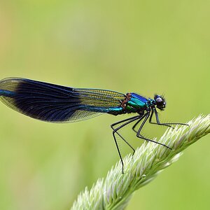 comp JEM 8222

Prachtlibelle