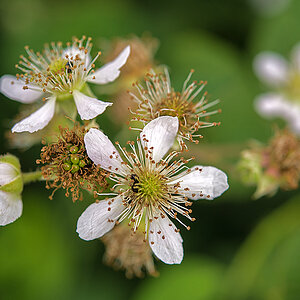 Brombeere