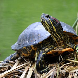 Schildkröte 7041