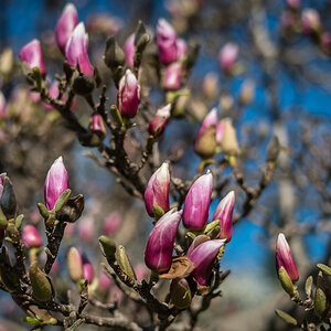 Magnolien