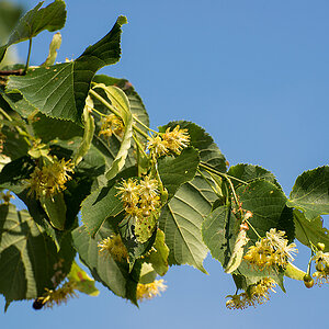 Lindenblüte