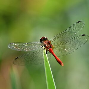 comp JEM 3262

Heidelibelle ( Rot )
