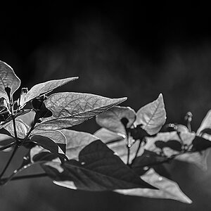 Gegenlicht