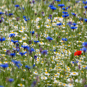 rot weiß blau 0673