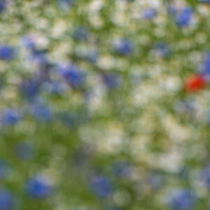 rot weiß blau 0677