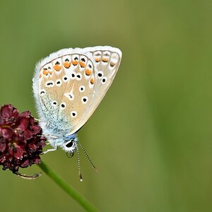 comp JEM 6319



Hauhechel-Bläuling