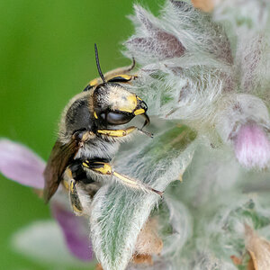 Garten Wollbiene