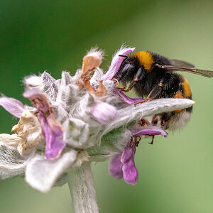 Dunkle Erdhummel