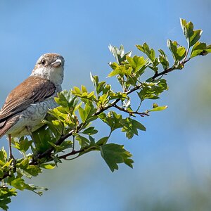D50 6262 Neuntöter Jungvogel IIA 7 2018