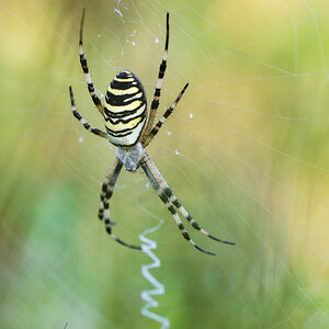 Wespenspinne (Argiope bruennichi)