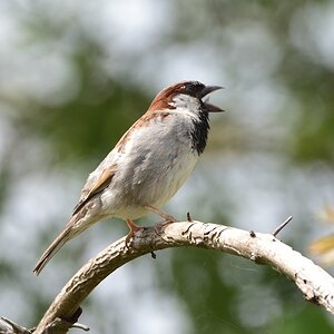 Spatz