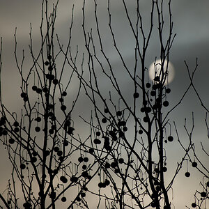 Morgensonne