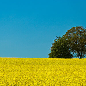 Rapsfeld
