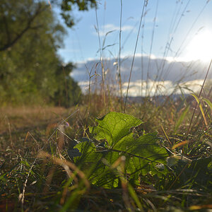 Blatt im Sonnenschein