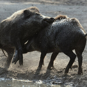 halbstarke wildschweine 1200