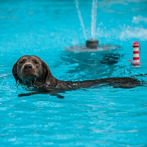 DSC018587 Postmünster Hunde am Pool 114