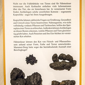Neanderthal Museum 2